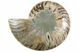 Cut & Polished Ammonite Fossil (Half) - Madagascar #364900-1